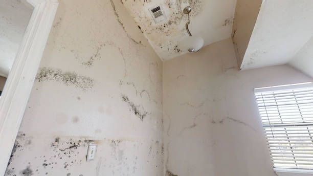 Best Black Mold Removal  in USA